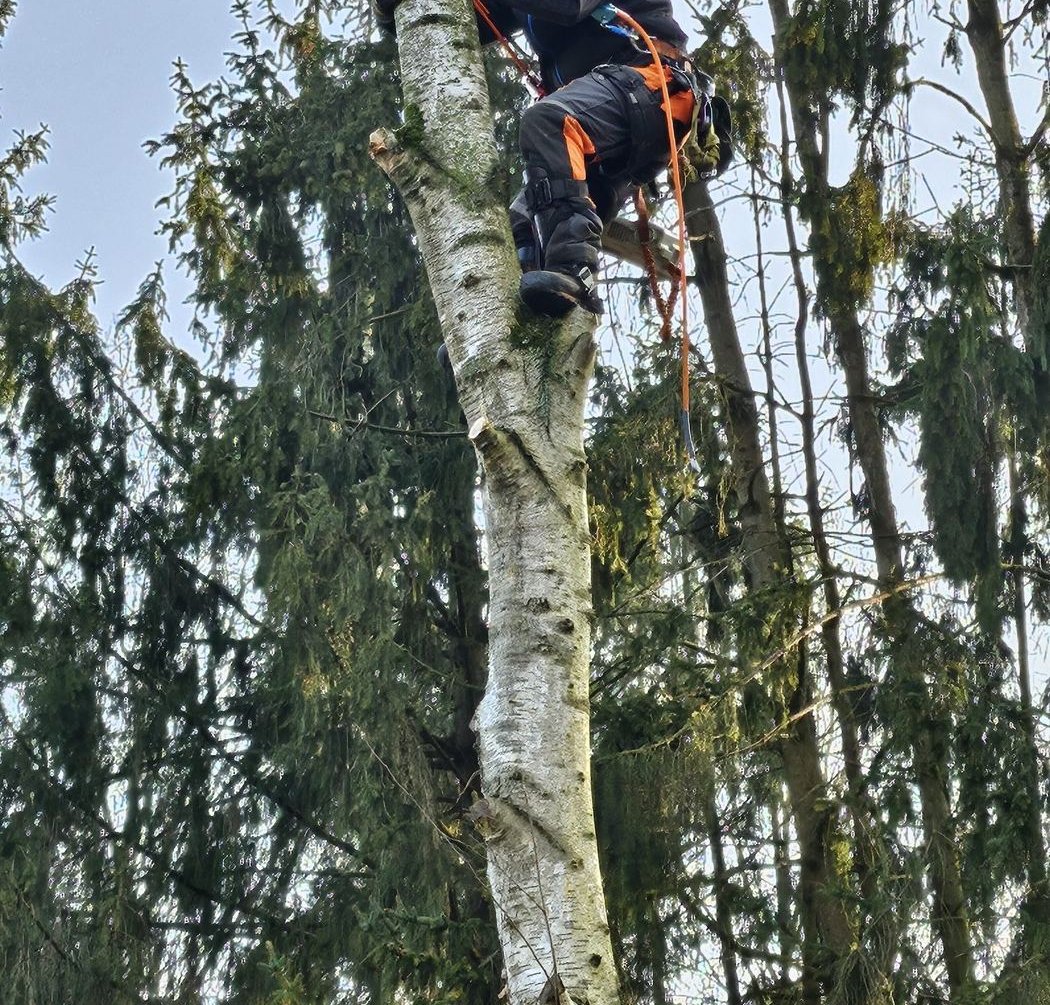 Baumkletterer in Seilzugangstechnik sichert sich am Stamm hoch oben im Baum