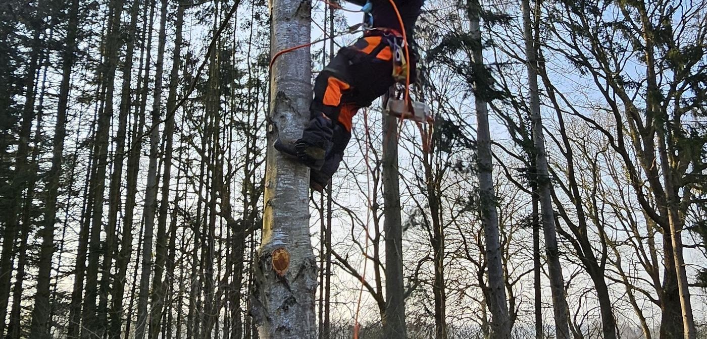 Baumkletterer in Seilzugangstechnik klettert hoch oben im Baum am Stamm empor